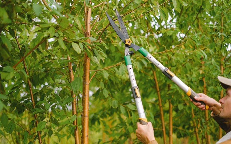 Tree trimming in Los Olivos, CA