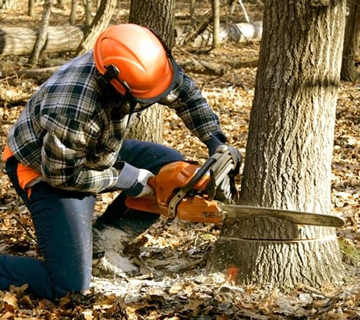 Tree Removal in Los Olivos, CA